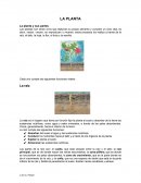 La planta