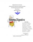 Sistema digestivo