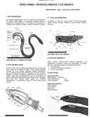 REINO ANIMAL: SEUDOCELOMADOS Y CELOMADOS