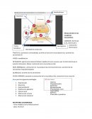 Efectos de Ach en los receptores muscarinicos