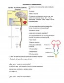 DESARROLLO EMBRIONARIO