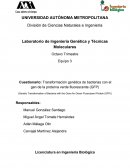 Transformación genética de bacterias con el gen de la proteína verde fluorescente (GFP)