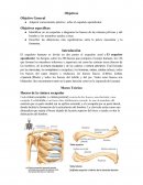 Esqueleto Apendicular