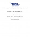 Ontogenia del sIstema nervioso (Formación y desarrollo individual de un organismo)