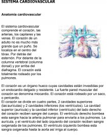 SISTEMA CARDIOVASCULAR. Página 1