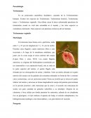 Parasitología Trichomonas