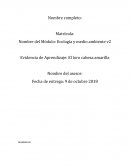 Evidencia de Aprendizaje: El loro cabeza amarilla