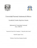 Trastorno de Estrés Post Traumático: “Culpa del sobreviviente”