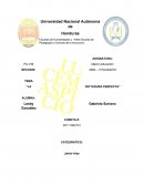 EL DESNUTRIDO ESCOLAR LA PROBLEMÁTICA DEL NO APRENDER