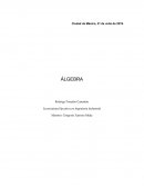 Actividad Álgebra. Ejercicios