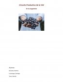 Circuito Productivo de la Vid En la Argentina