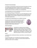 Evaluación Neuropsicolgica