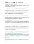 Cuidado y Cultivo de Stevia