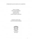 INFORME MORFOLOGIA DEL ENCEFALO DE LOS MAMIFEROS