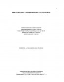 MANEJO DE PLAGAS Y ENFERMEDADES EN EL CULTIVO DE FRESA