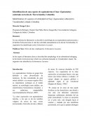 Identificación de una especie de equinodermo