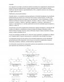 Cannabis. Clasificación y descripción botánica