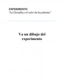 La clorofila y el color de las plantas
