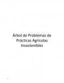 Árbol de Problemas de Prácticas Agrícolas Insostenibles