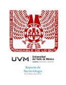 Reporte de bacteriologia veterinaria