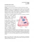 Resumen pancreatitis aguda