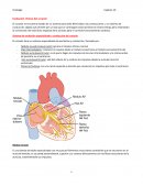 Excitación rítmica del corazón