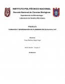 Práctica 5. “CURACIÓN Y SEGREGACIÓN DE PLÁSMIDOS EN Escherichia coli”