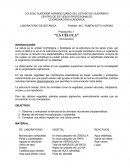 LABORATORIO DE BOTÁNICA Práctica No. 1 “LA CÉLULA”
