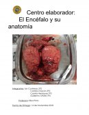 El Encéfalo y su anatomía