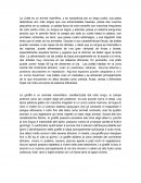 La jirafa y sus caracteristicas