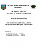 Repleción y corrosión de la laringe, tráquea y arbol bronquial del cordero