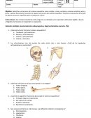 Prueba número 1 “Sistemas esquelético”