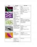 Agente morfología enfermedad. Bacillus anthracis