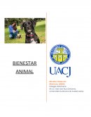 BIENESTAR ANIMAL. NORMA MUNICIPAL