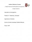 Laboratorio de bioingeniería Práctica 13. “Molienda y Tamizado”