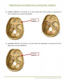 PRINCIPALES AGUJEROS DE LA BASE DEL CRANEO
