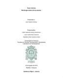 Morfología externa de las plantas