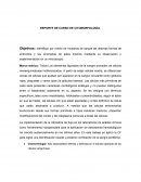 Reporte de Citomorfología