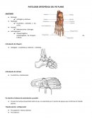PATOLOGÍA ORTOPÉDICA DEL PIE PLANO