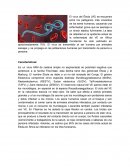 El virus del Ébola (VE)