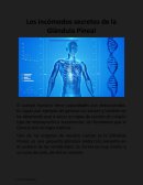 Los secretos de la glándula pineal