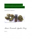 Marihuana: Potencial medicinal, riesgos y el debate sobre la legalización