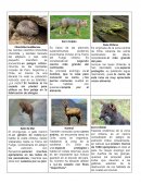 Animales de Chile en peligro de extinción