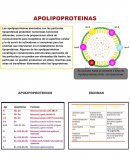 Apolipoproteinas