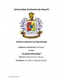 La matriz extracelular