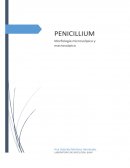 PENICILLIUM