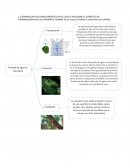 Transpiracion vegetal