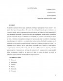 Eutanasia “buena muerte”