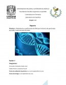 Electroforesis de DNA leucocitario