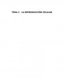 Reproduccion Celular